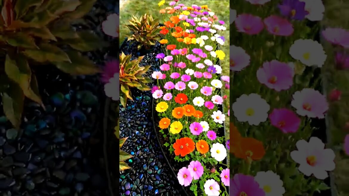 DIY Curved Garden Bed Transformation : Stunning Backyard Makeover #shorts DIY Curved Garden Bed Transformation : Stunning Backyard Makeover #shorts