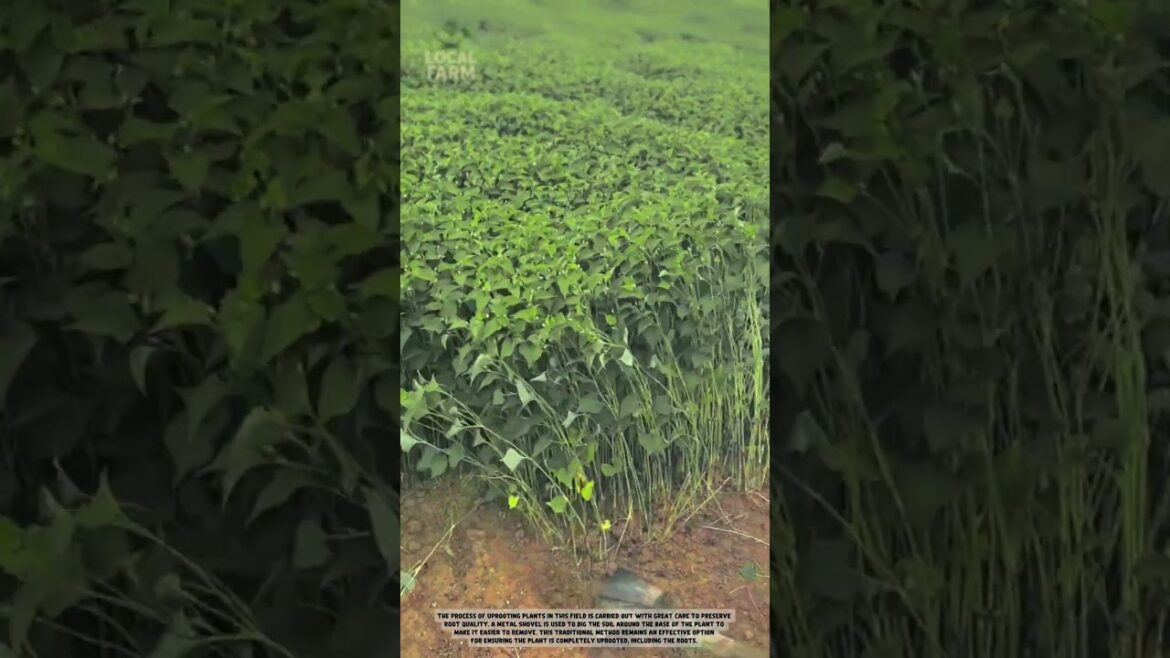 How to Harvest Vegetables Faster and Cleaner Using This Smart Shovel How to Harvest Vegetables Faster and Cleaner Using This Smart Shovel