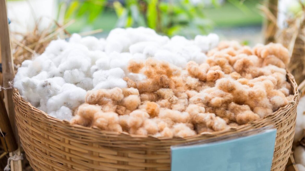 Anyone growing plants in spring urged to add sheep wool the garden Daily Mirror