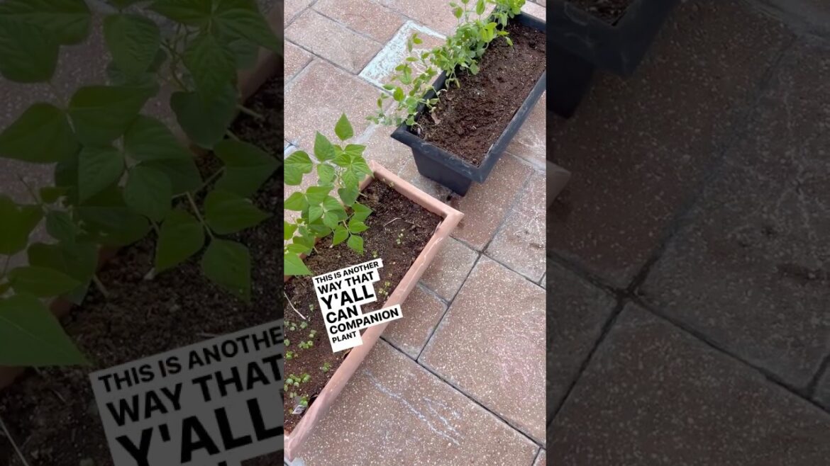 double your container garden harvest: companion planting guide for small spaces double your container garden harvest: companion planting guide for small spaces