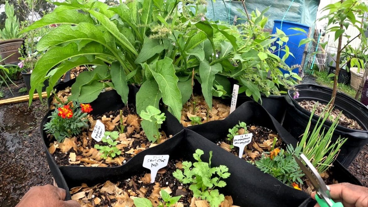 WALKING AROUND THE GARDEN /MAKING PLANS