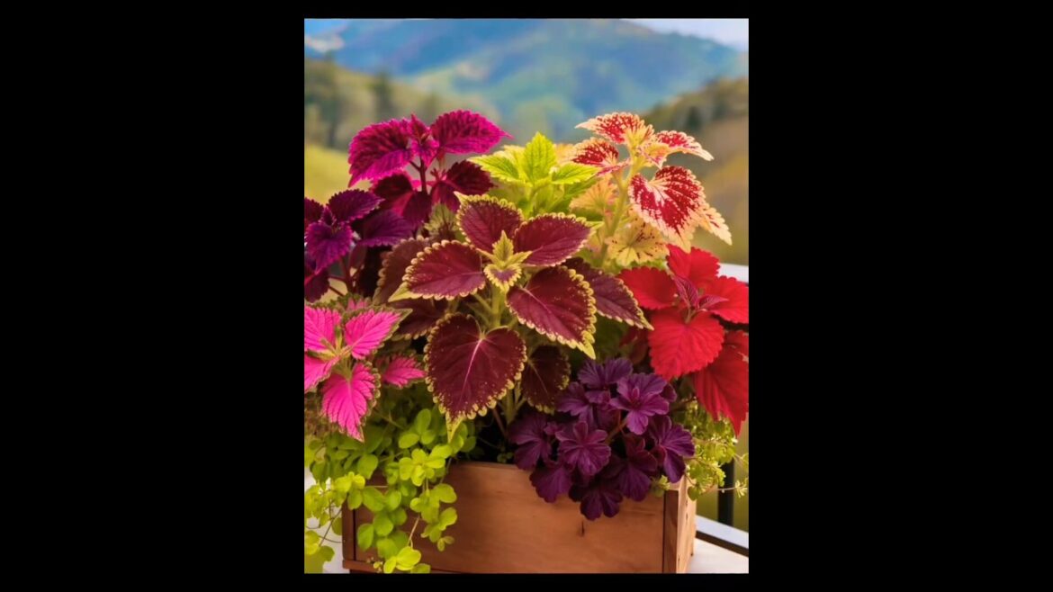 coleus plant care tips in summer #plants #subscribe #garden