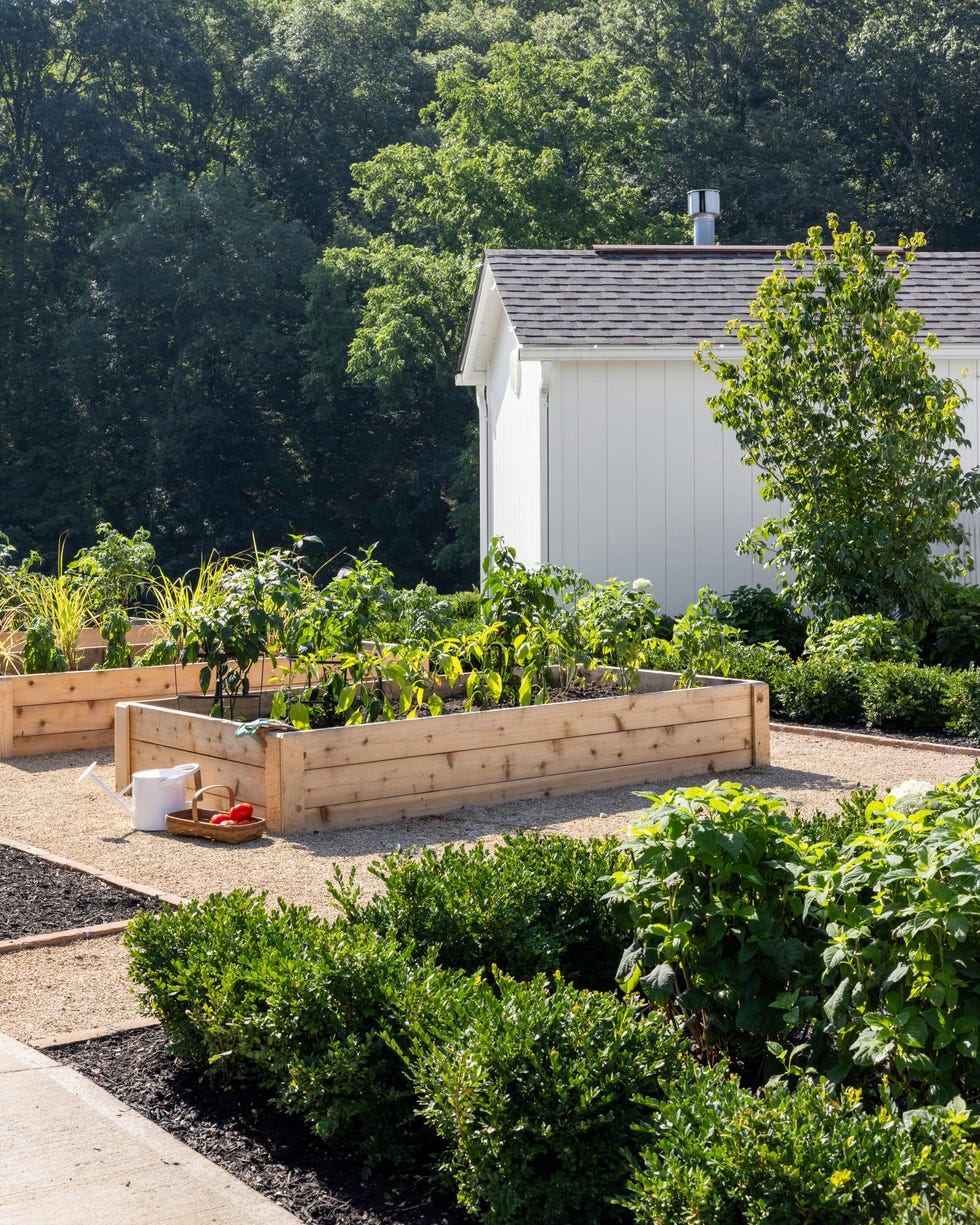Vegetable garden with wooden raised beds and nearby plants.