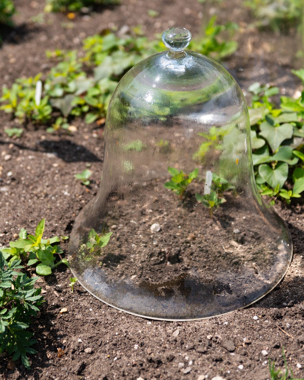 A glass bell-shaped cloche covers young vegetable plants, protecting them from cold and pests in a garden bed in England.