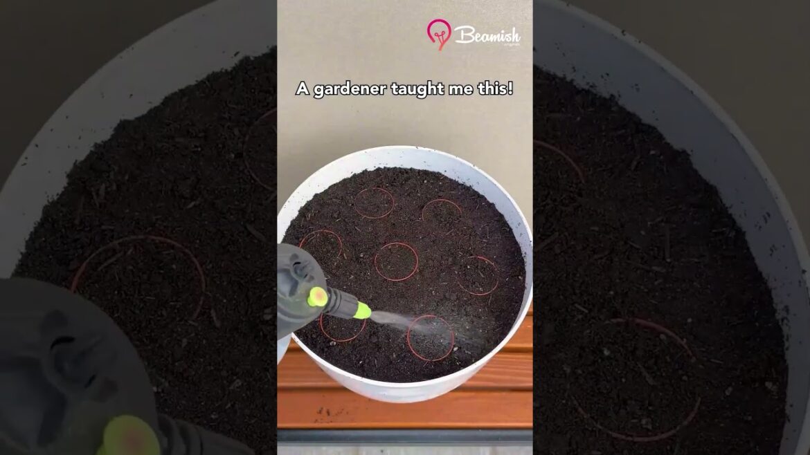 Genius potting hack using plant packaging! 🌱 #genius #plants #hack