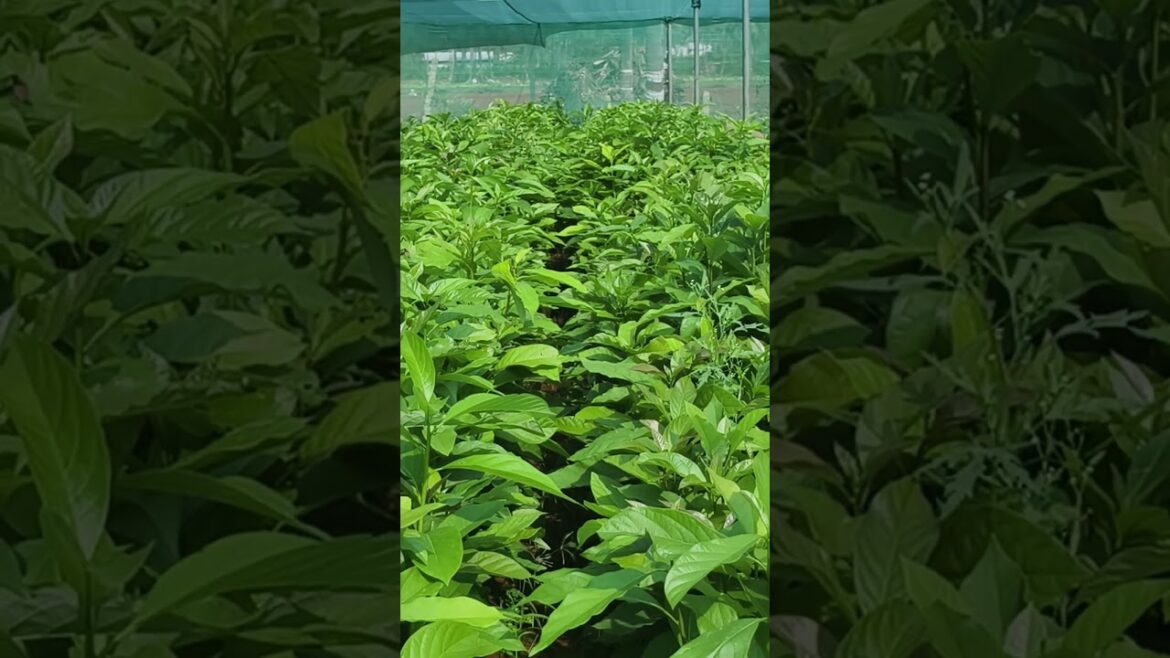 #butterfruit plant #avocado plants #agriculture  plants #forest plants #mangovarieties plants supply