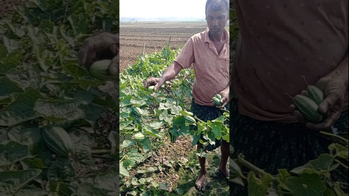 Pointed Gourd Harvest at Dusk 🌅 Pure Village Lite #shorts Pointed Gourd Harvest at Dusk 🌅 Pure Village Lite #shorts