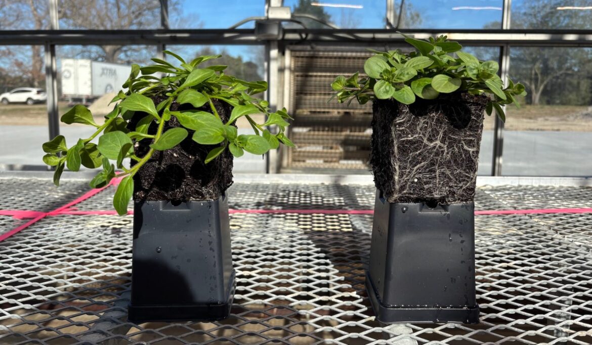 Expert tips for choosing healthy plants at the garden center this spring Newswise: Expert tips for choosing healthy plants at the garden center this spring