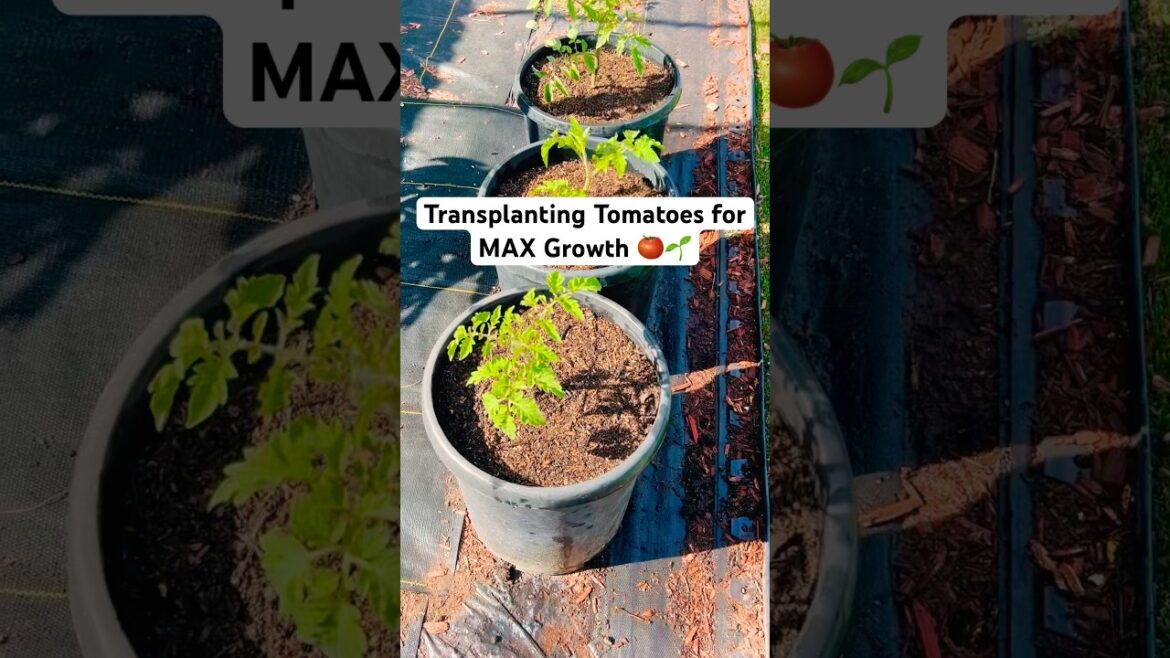Transplanting Tomatoes for MAX Growth π
π± #garden #shorts Transplanting Tomatoes for MAX Growth π
π± #garden #shorts