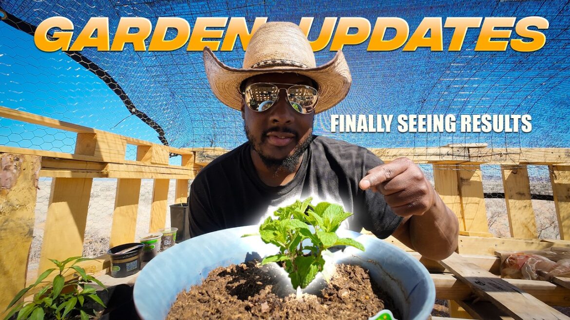 Gardening in the Desert | Off-grid Homestead Food supply