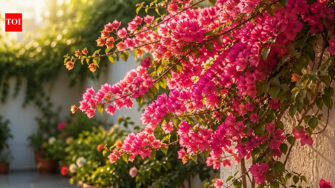 Are you killing your Bougainvillea with kindness? Here are 4 things you really need to know Are you killing your Bougainvillea with kindness? Here are 4 things you really need to know