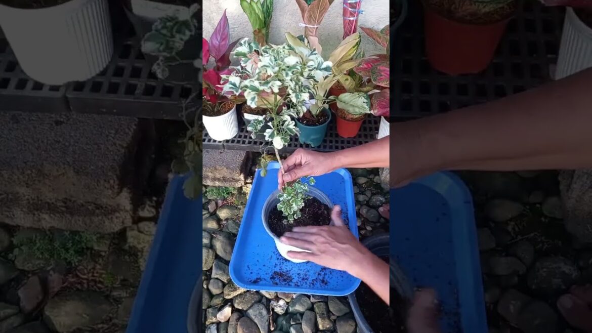 Papua Kalipa replanting propagation#plantita #gardening #papua #shorts #fyp