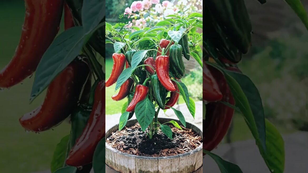 🌶️ Fresh from garden to your plate