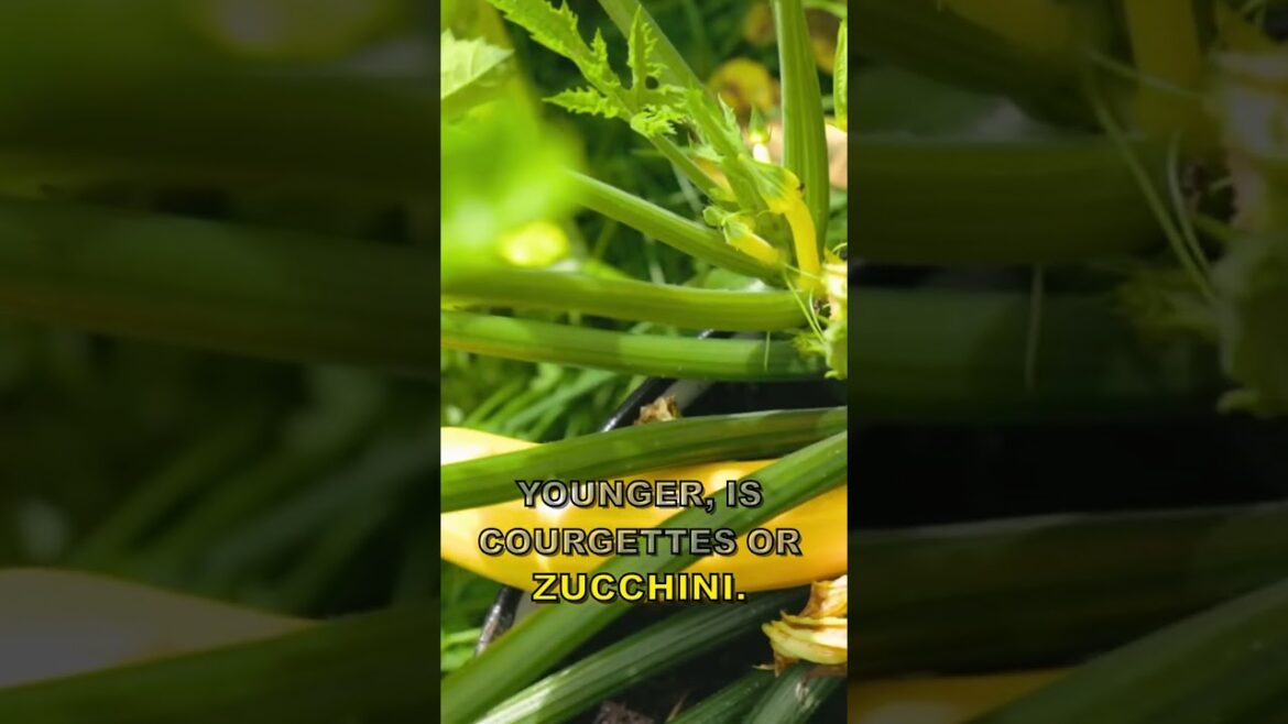 Zucchini Abundance Hack! #shorts