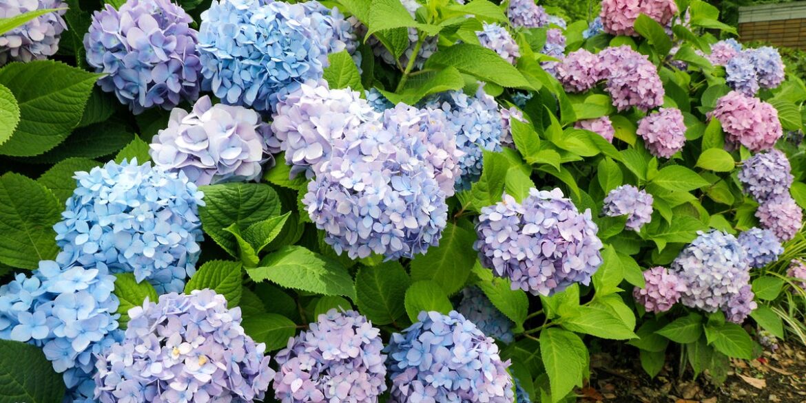 5 Early Spring Plants to Prune Now for a Lush Landscape This Summer 5 Early Spring Plants to Prune Now for a Lush Landscape This Summer
