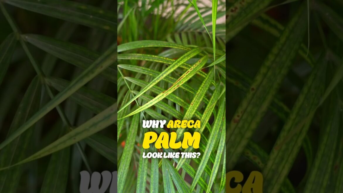 Areca Palm Turning Yellow? #ArecaPalm #MajestyPalm #YellowPalmLeaves #urbangardening #gardening Areca Palm Turning Yellow? #ArecaPalm #MajestyPalm #YellowPalmLeaves #urbangardening #gardening