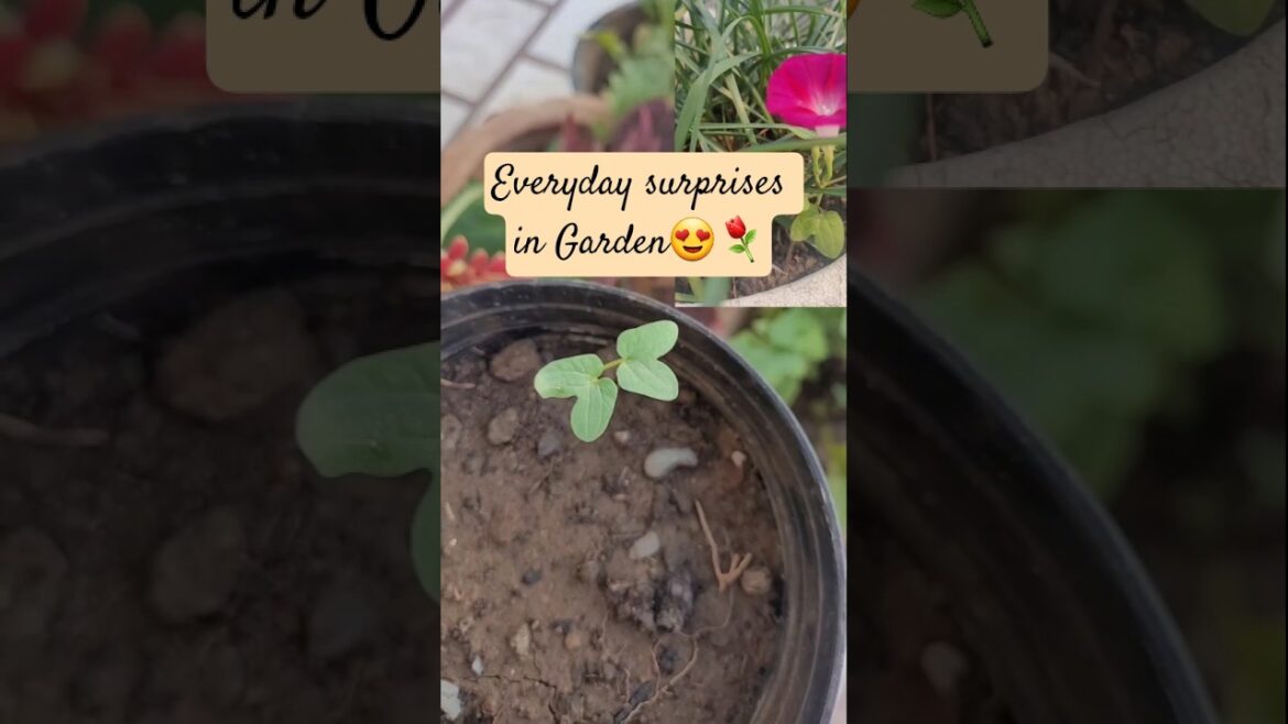 Morning Glory surprised me🤩 #seed #propagating #morningflowers #gardening #ytshorts