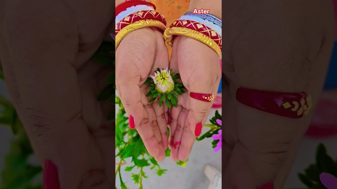 ফুল নিয়ে টিকটক #gardening #youtubeshorts #UpdateGardening #garden #youtubeshort #flowers #rose ফুল নিয়ে টিকটক #gardening #youtubeshorts #UpdateGardening #garden #youtubeshort #flowers #rose