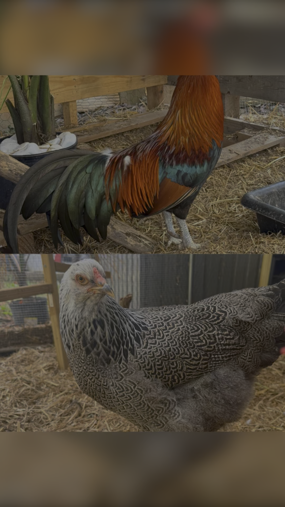 Update on the babies