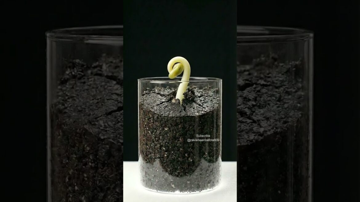 55 Days Timelapse of Nasturtium from Seed to Plant  #satisfying #agriculture #timelapse  #asmr