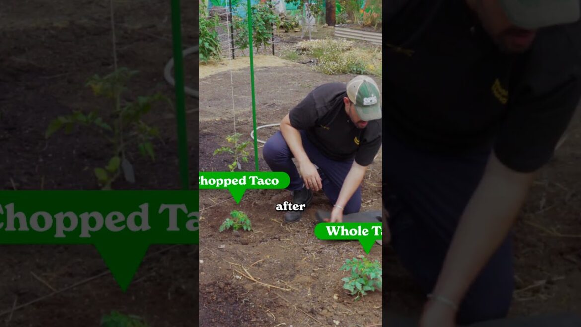 I used tacos as fertilizer...