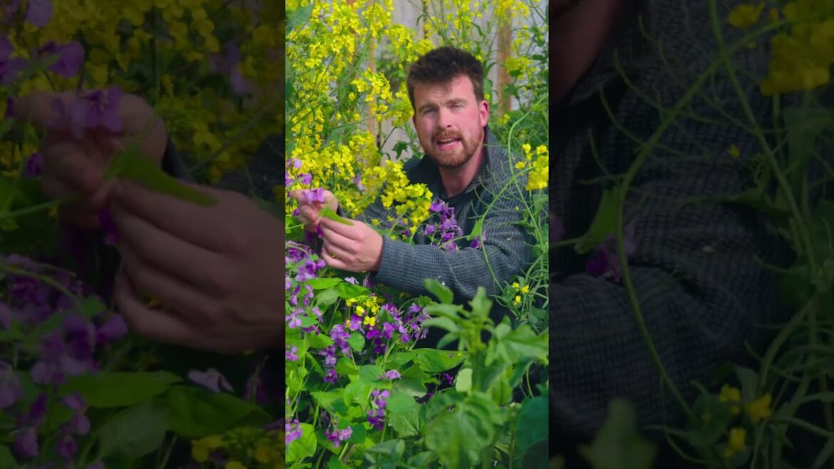 A Must-Grow Edible Flower #edimentals
