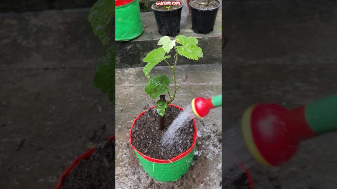π± Grapevine Fast Growth Hack in Grow Bags π 100% Result | Kitchen Waste + Potash Magic! π₯ #shorts π± Grapevine Fast Growth Hack in Grow Bags π 100% Result | Kitchen Waste + Potash Magic! π₯ #shorts