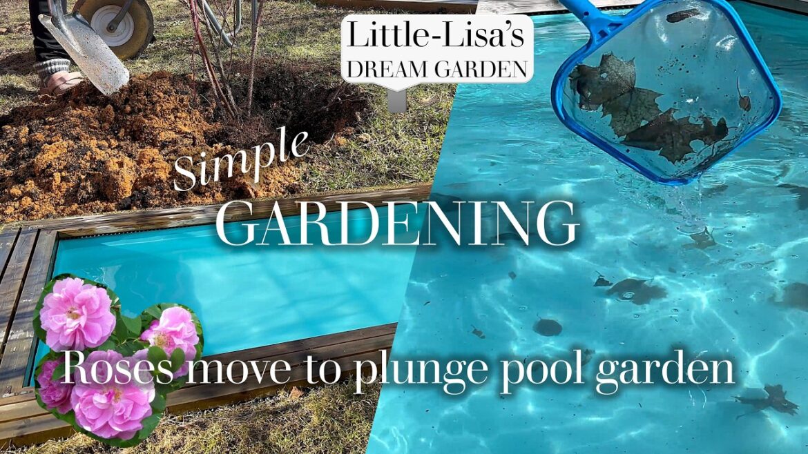 Roses Move to Plunge Pool Garden – Simple Gardening Roses Move to Plunge Pool Garden - Simple Gardening