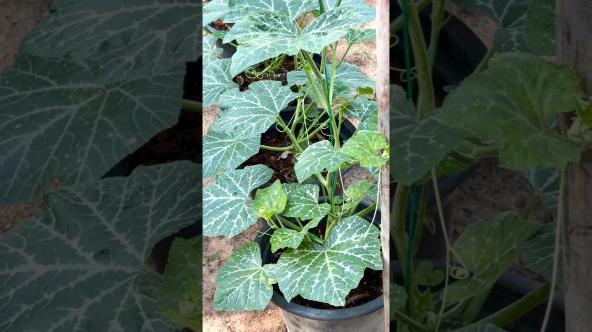 #Houseplants #2026 #722 Pumpkin | Cucurbita pepo | Cucurbitaceae | Cucurbits | Winter Squash | Kaddu #Houseplants #2026 #722 Pumpkin | Cucurbita pepo | Cucurbitaceae | Cucurbits | Winter Squash | Kaddu