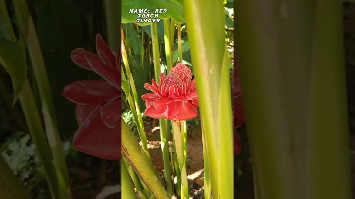 Red torch Ginger uses & #benefits #spice #garden #kerala 🍀🌿 Red torch Ginger uses & #benefits #spice #garden #kerala 🍀🌿