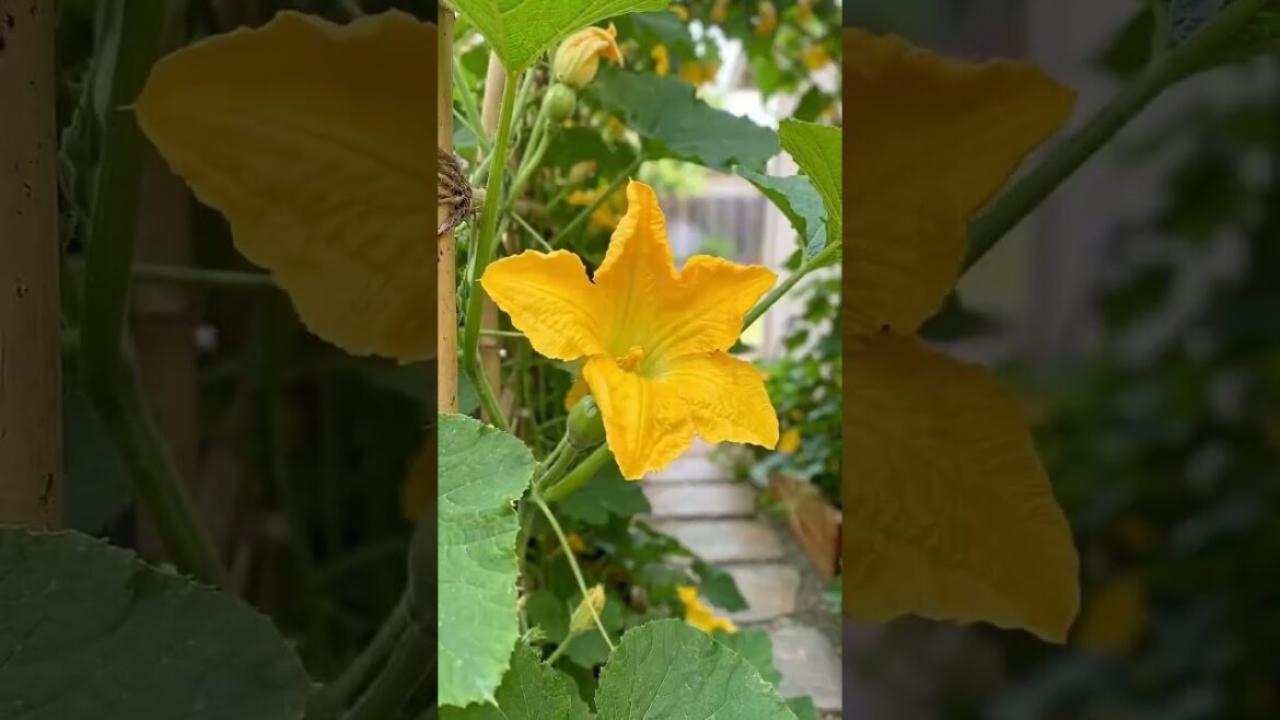 Turning a narrow side yard into a squash tunnel 🎃#farming #gardening #fruitfarming #farmlife #trees