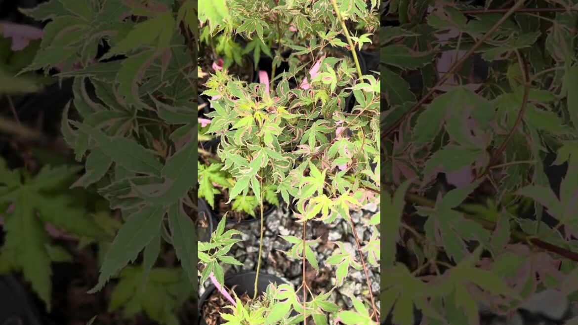 Acer palmatum 'Beni shichihenge' Pink Variegated Japanese Maple