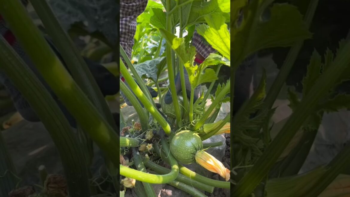 Let’s harvest baby pumkins from backyard 🌱 #gardening #satisfying #agriculture #farmer #farming Let's harvest baby pumkins from backyard 🌱 #gardening #satisfying #agriculture #farmer #farming