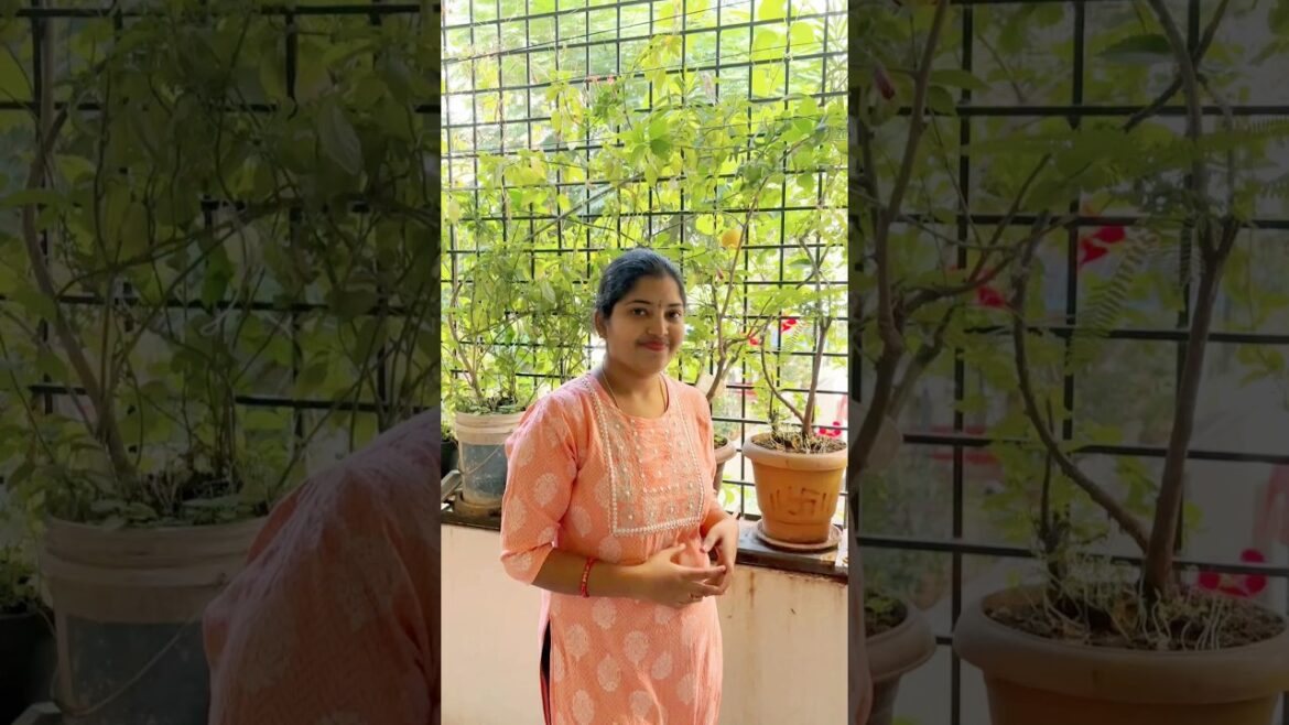 Balcony Garden - Dosakaya & Flowers