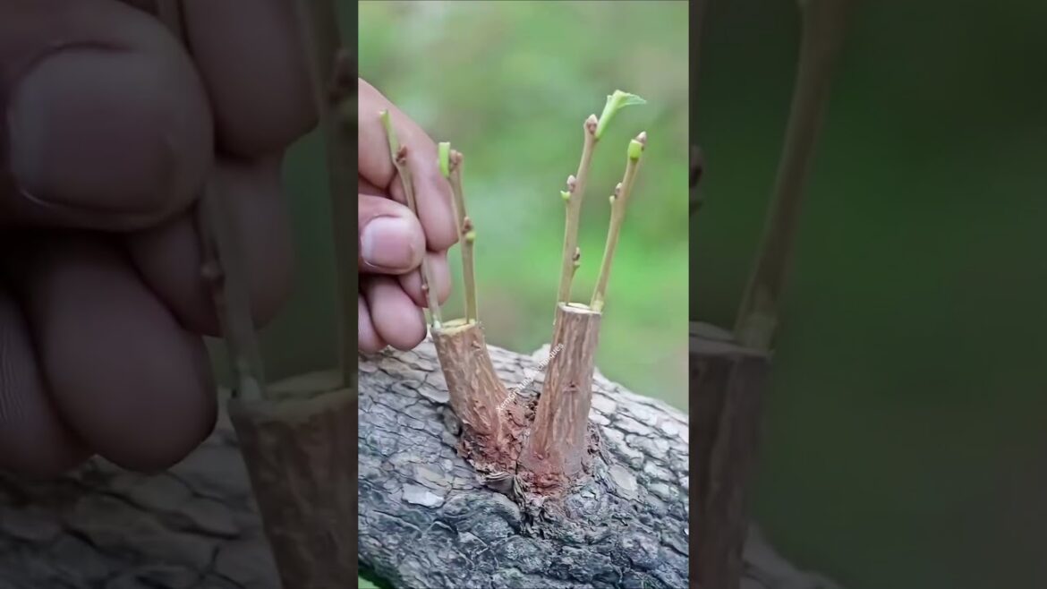 #treanding #satisfying #grow #garden