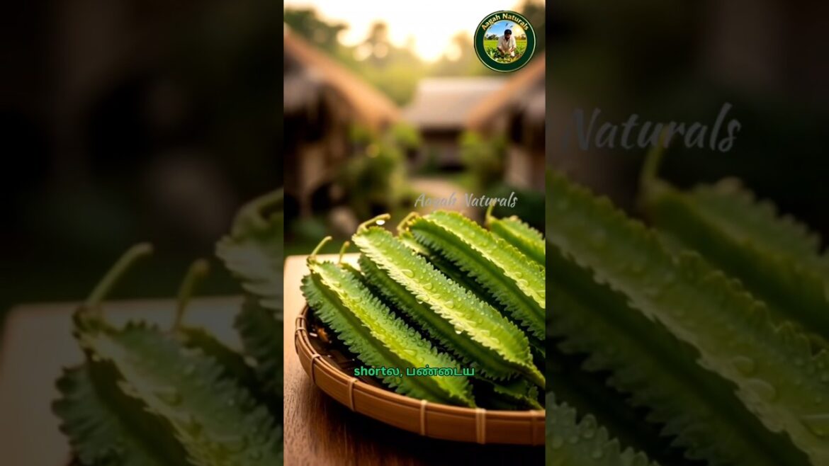 India | This Power Veg Grows Even in 45°C Heat | Still Full of Nutrition #shorts