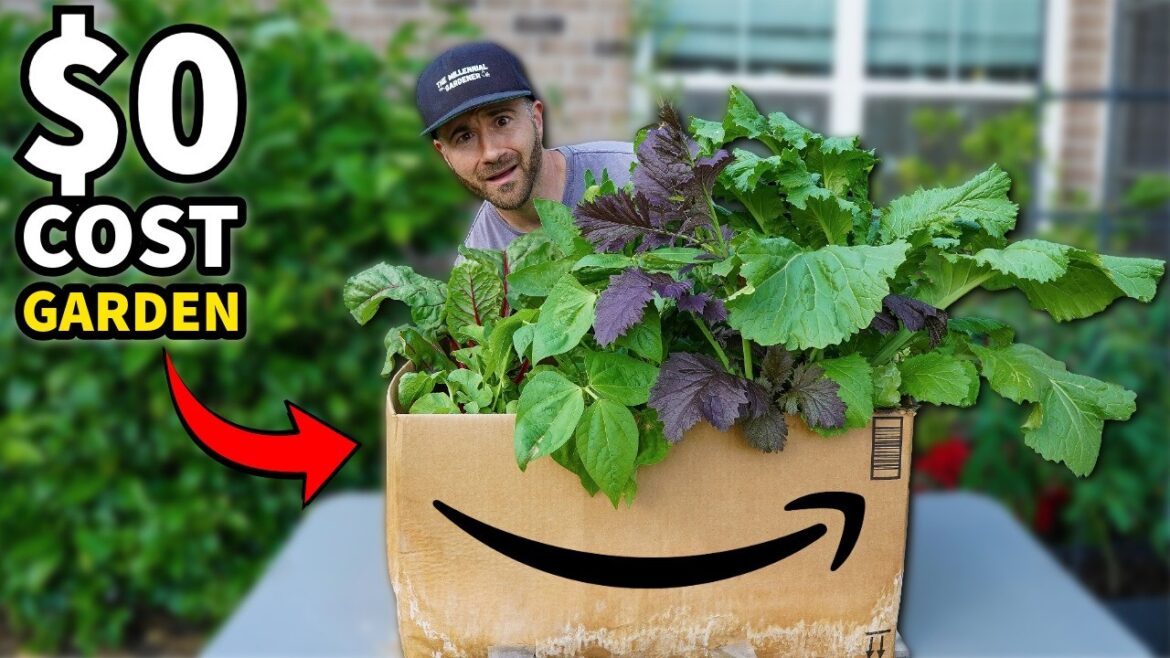 How to Grow a Productive Garden in a Cardboard Box (Amazing Results!) How to Grow a Productive Garden in a Cardboard Box (Amazing Results!)