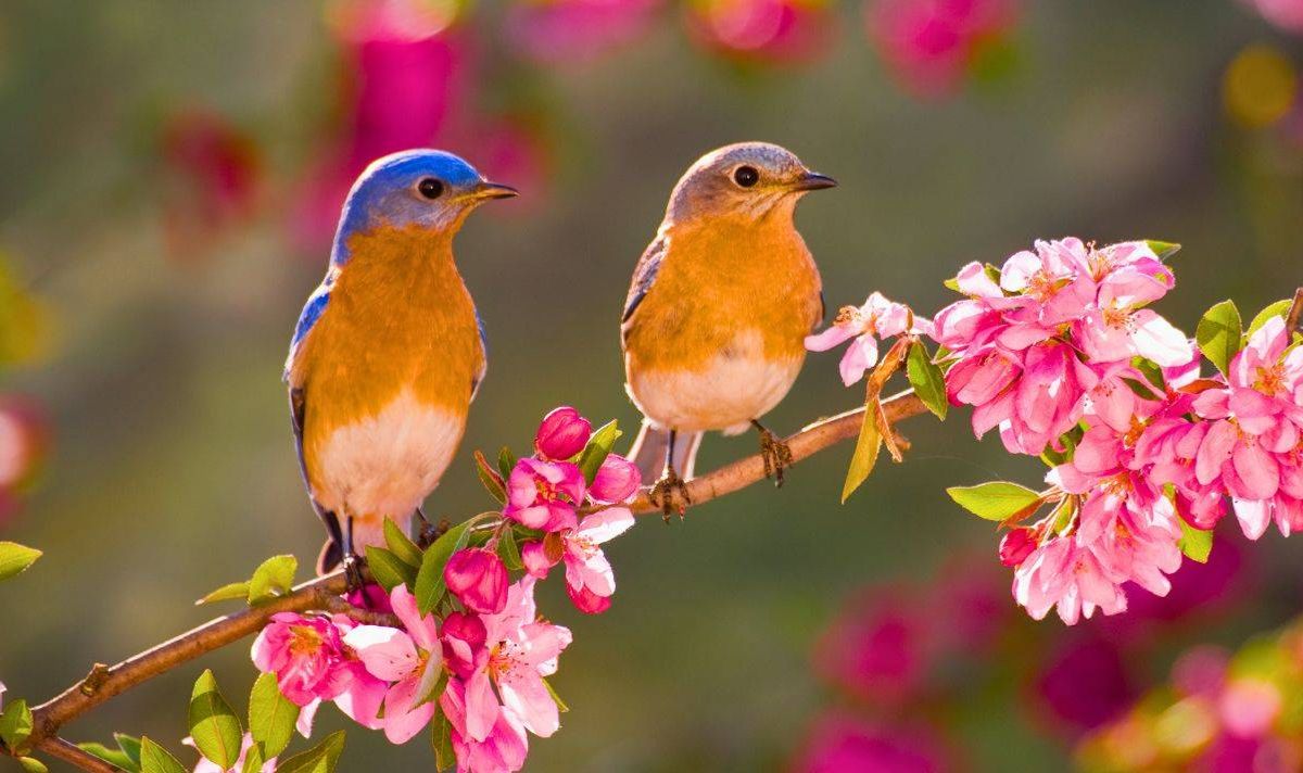 Picture of birds sitting on a garden tree in spring