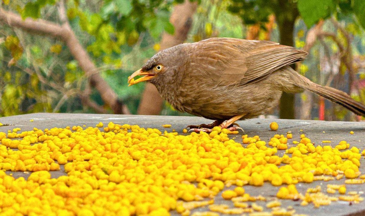 Picture of a bird eating sweetcorn