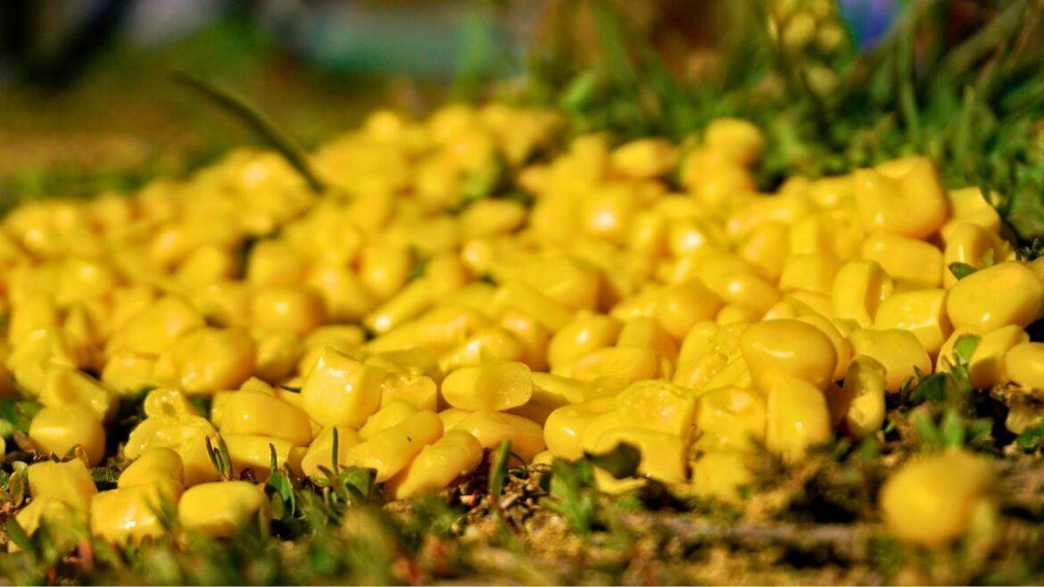 Stop throwing away leftover sweetcorn and scatter it in your garden this spring Daily Mirror