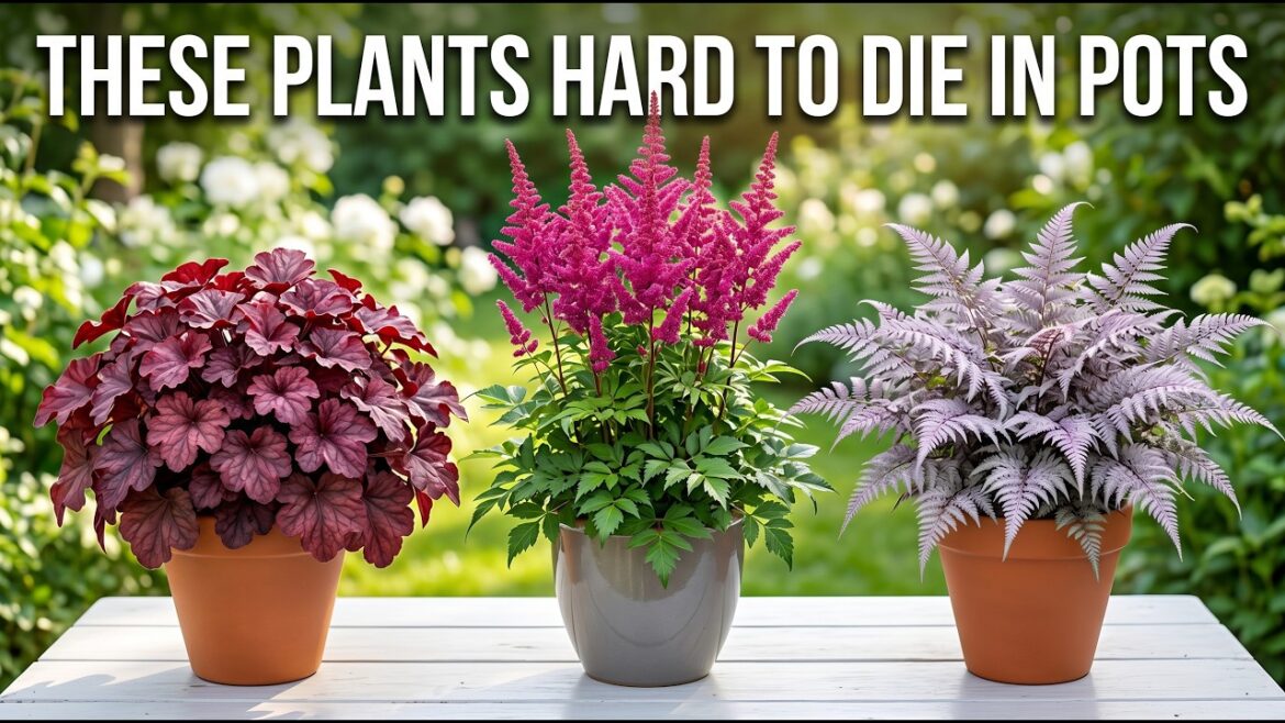 17 Easy Care Perennials That Thrive in Pots (Effortless Container Gardening) 17 Easy Care Perennials That Thrive in Pots (Effortless Container Gardening)