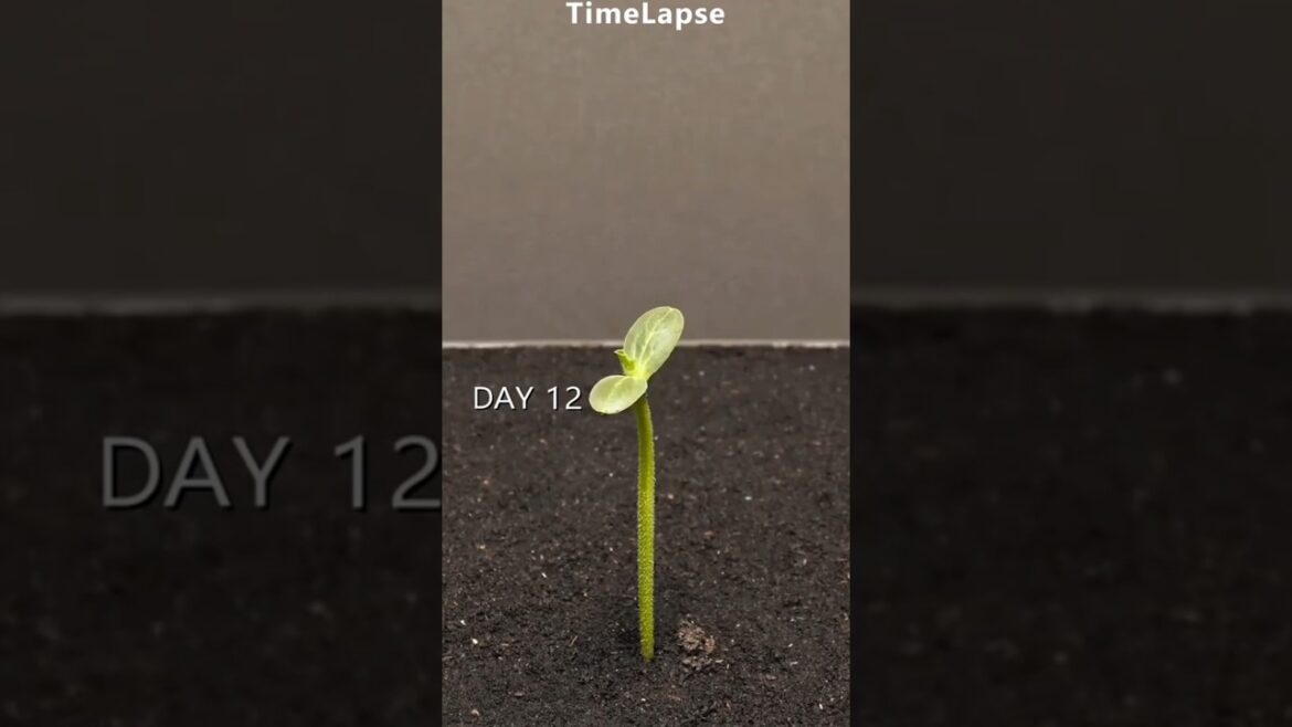 paddy and watermelon seed growing #shorts #youtubeshorts #shortsfeed