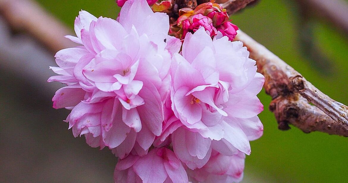 GARDENING: Enjoy beauty of full blossom GARDENING: Enjoy beauty of full blossom