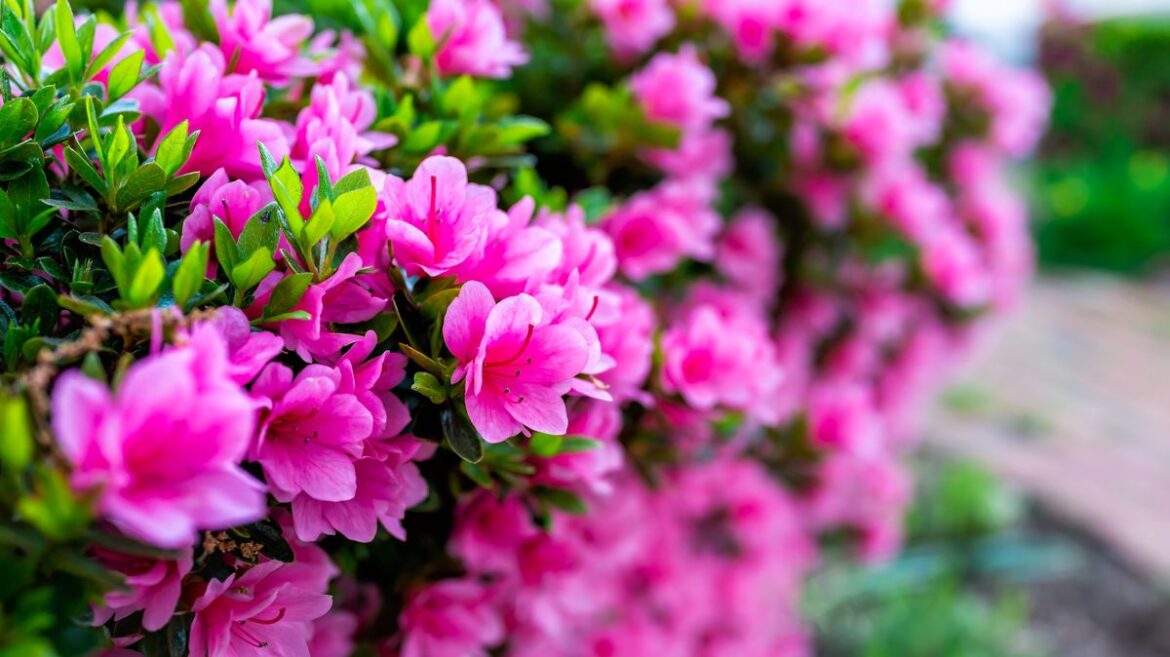 Rhododendrons will grow back bigger and better next year if you do key job after flowering Daily Mirror