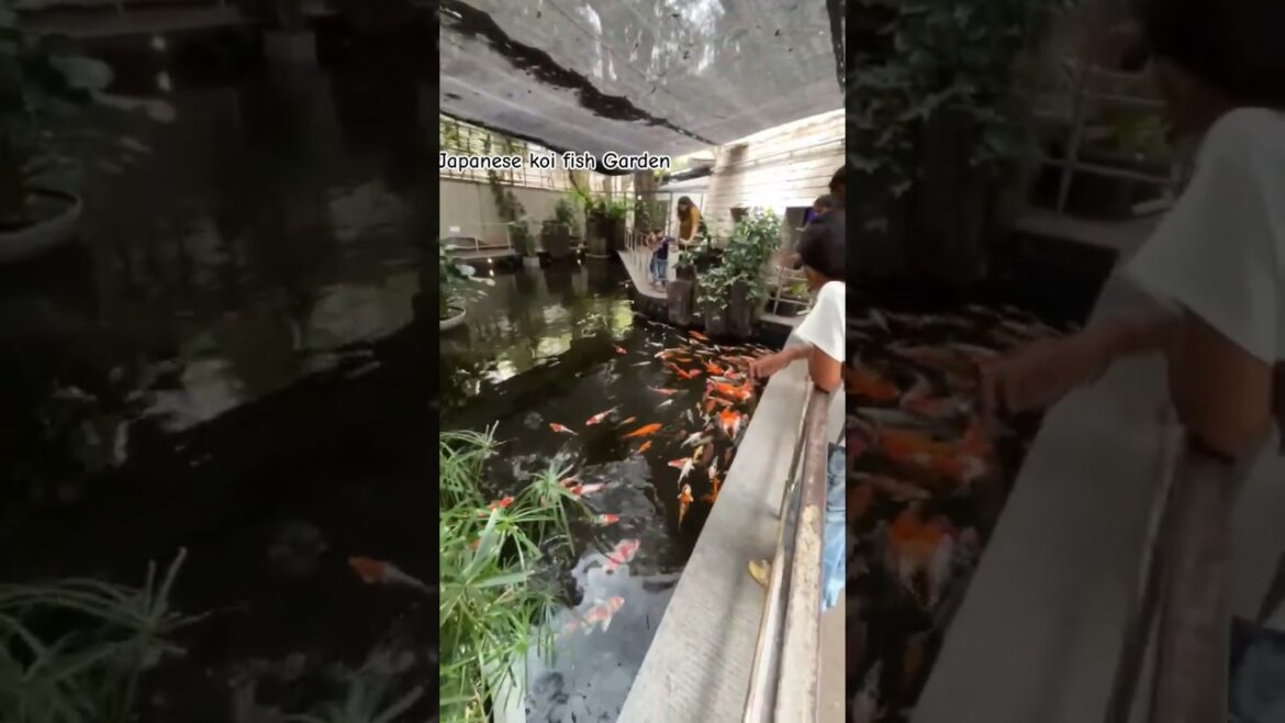 Koi Fish #japanese #garden #fishing #trending #viral #viralvideo #trending #love #viralshort #shorts Koi Fish #japanese #garden #fishing #trending #viral #viralvideo #trending #love #viralshort #shorts