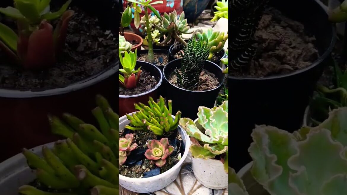 #gardening #plantlover #plantcare #homegarden #plants #gardentips #organicgardening #plantgrowth
