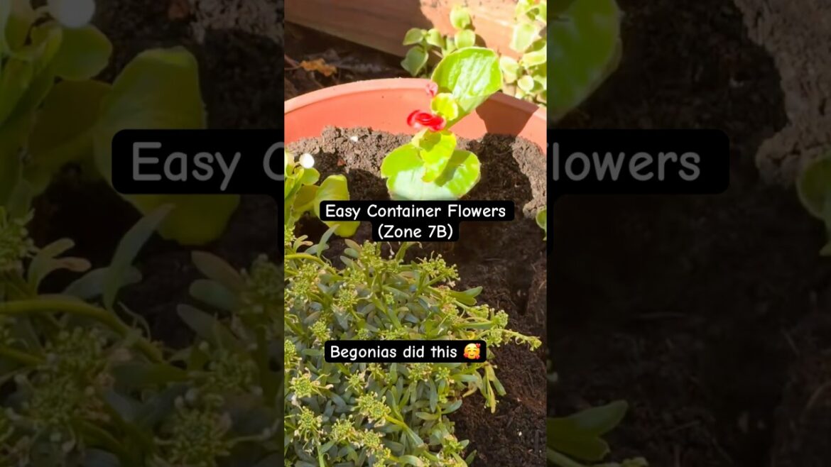 Tall Planter Glow-Up ๐ธ Begonias Did THIS?! (Zone 7B) Tall Planter Glow-Up ๐ธ Begonias Did THIS?! (Zone 7B)