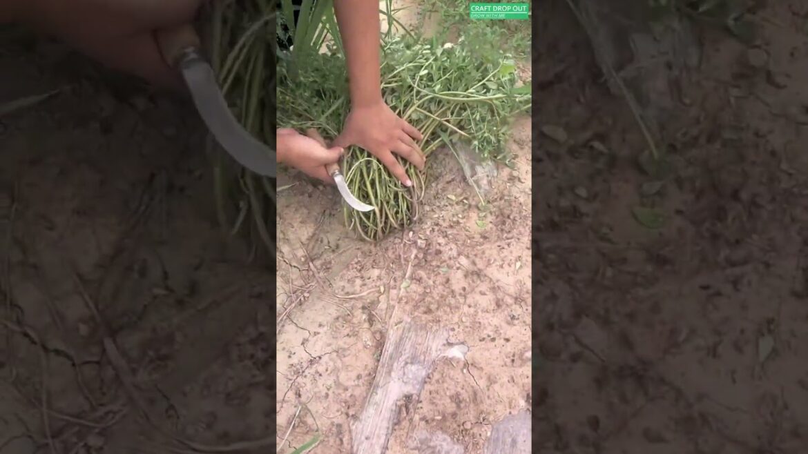 🌿🔪 Clean Purslane Harvesting for Home Cooking 🌿🔪 Clean Purslane Harvesting for Home Cooking
