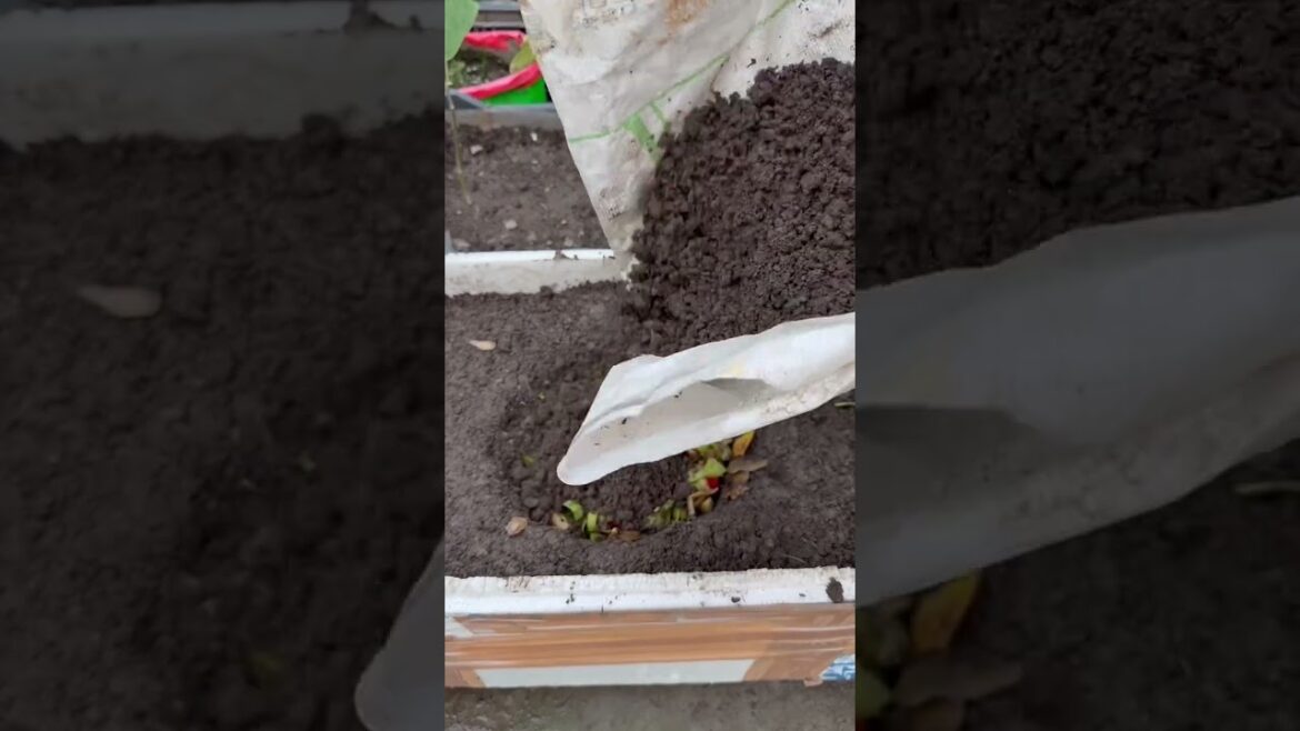 Turn Kitchen Scraps into FREE Fertilizer! ♻️ #Shorts Turn Kitchen Scraps into FREE Fertilizer! ♻️ #Shorts