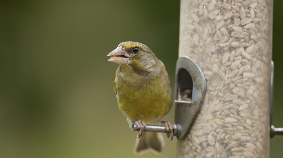 Bird expert warning as signs you should pause bird feeding in your garden now Daily Record